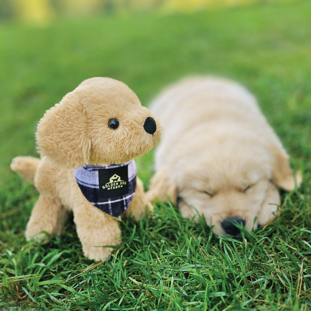 Golden Dog Farm Puppy, Campbell – Vermont Teddy Bear