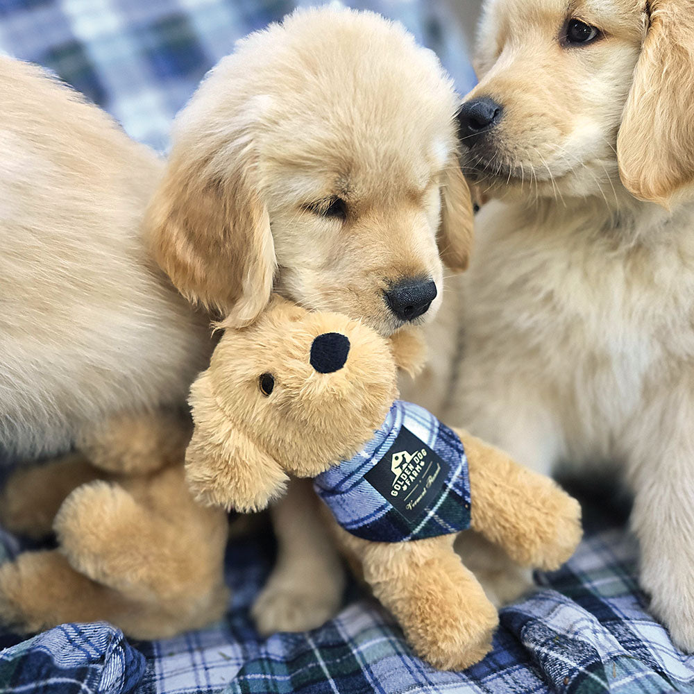 8 in. Golden Dog Farm Puppy Campbell Vermont Teddy Bear