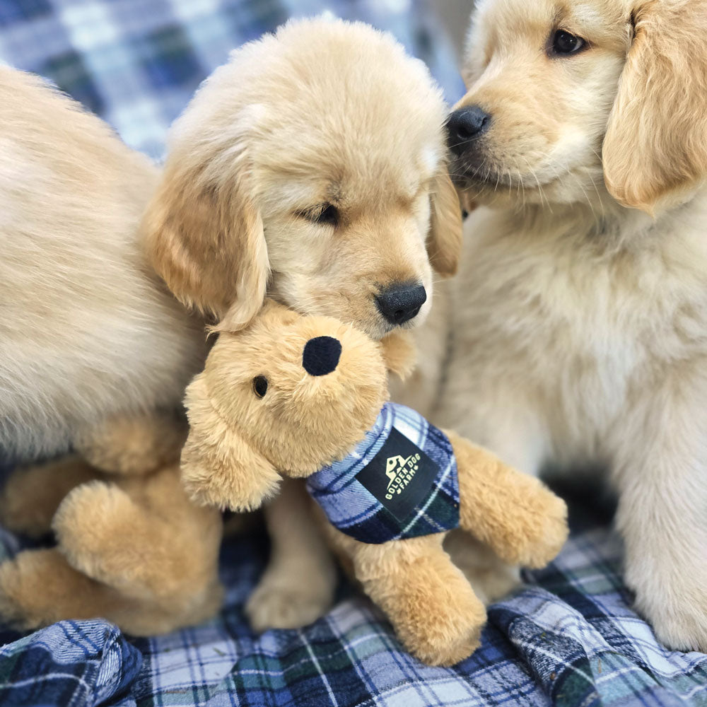 8 in. Golden Dog Farm Puppy, Campbell